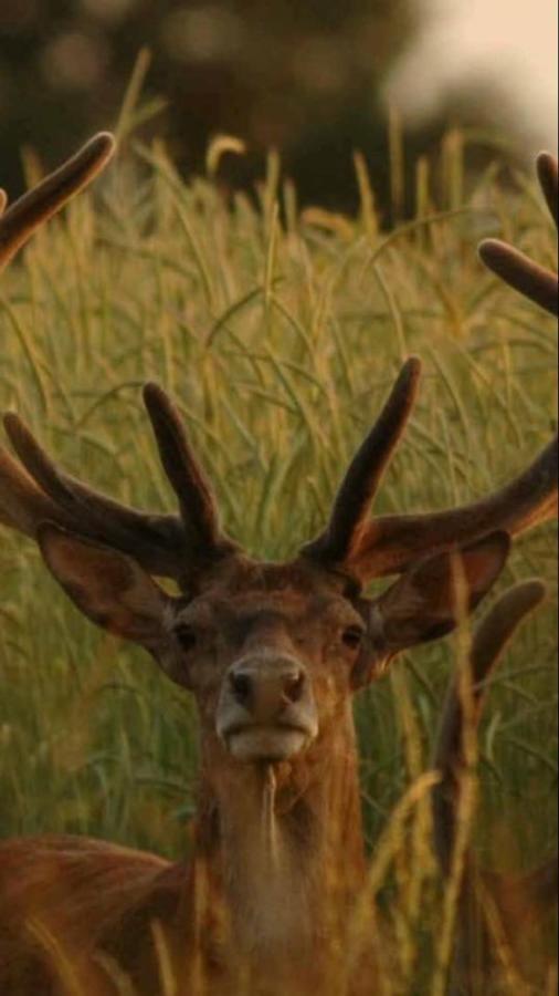 L'Hotie De Broceliande, Au Coeur Des Sites Naturels Et Legendaires Paimpont Exteriér fotografie