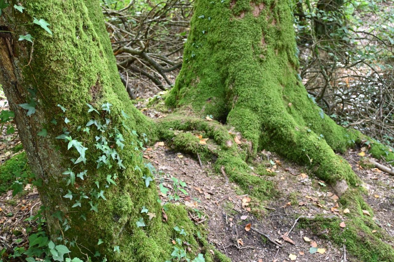 L'Hotie De Broceliande, Au Coeur Des Sites Naturels Et Legendaires Paimpont Exteriér fotografie