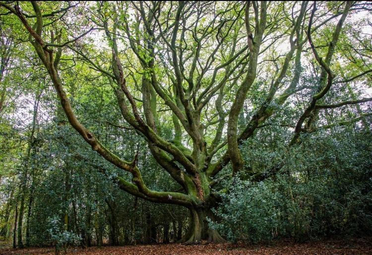 L'Hotie De Broceliande, Au Coeur Des Sites Naturels Et Legendaires Paimpont Exteriér fotografie