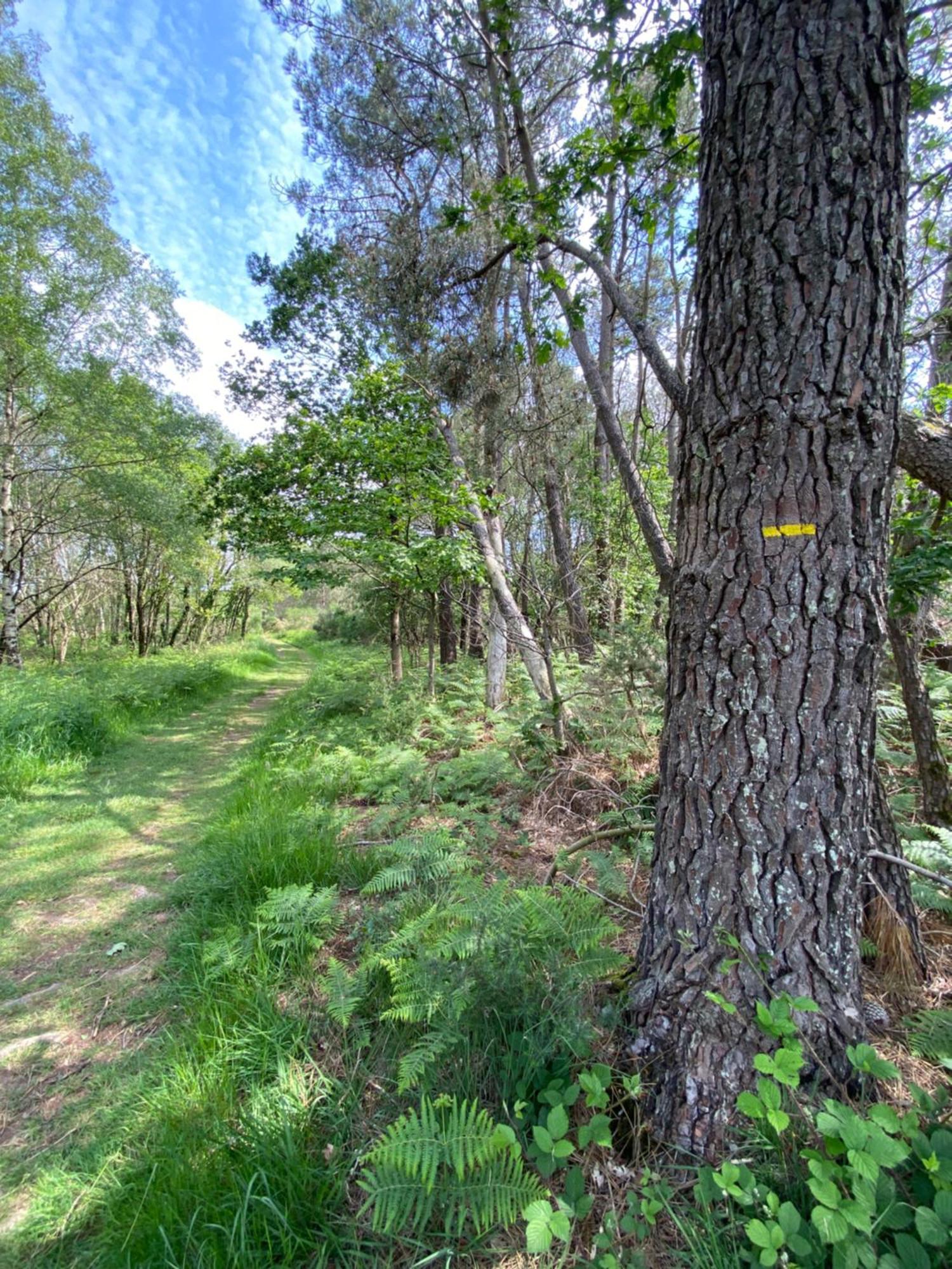 L'Hotie De Broceliande, Au Coeur Des Sites Naturels Et Legendaires Paimpont Exteriér fotografie