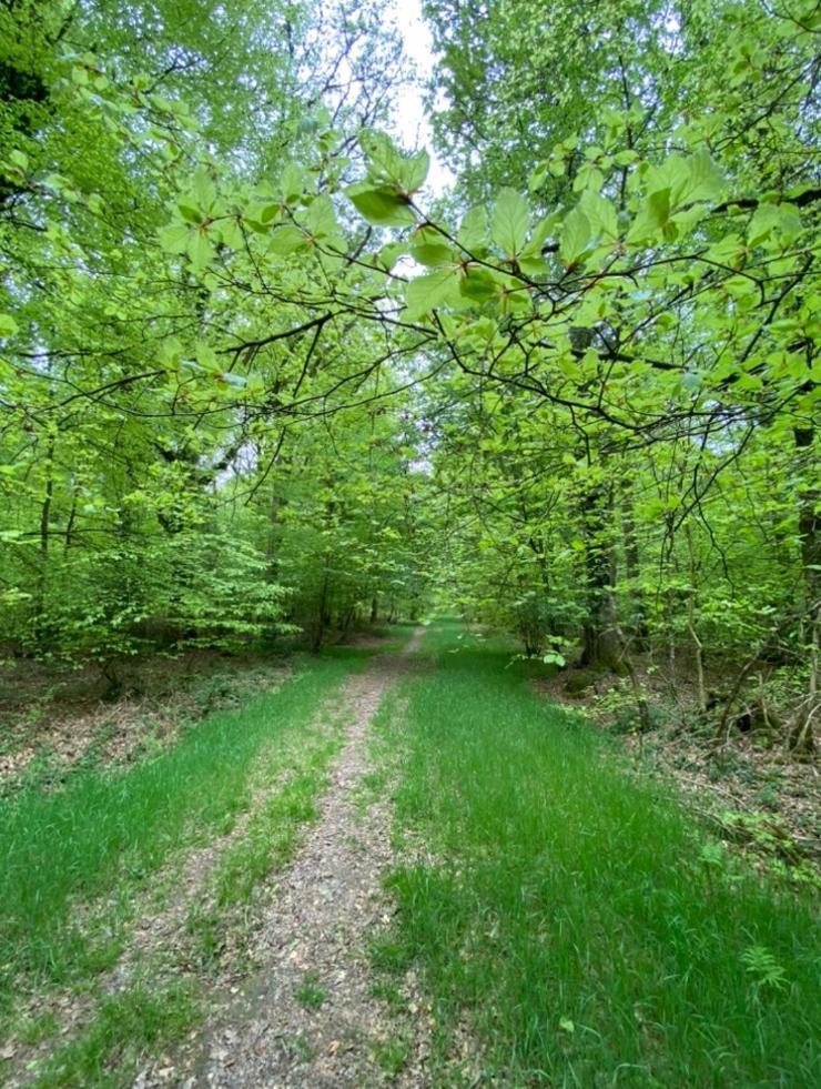 L'Hotie De Broceliande, Au Coeur Des Sites Naturels Et Legendaires Paimpont Exteriér fotografie